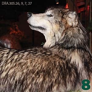 Detailed exhibit of a Gray Wolf, captured in profile, showcasing its thick fur and alert expression at the Draper Natural History Museum.