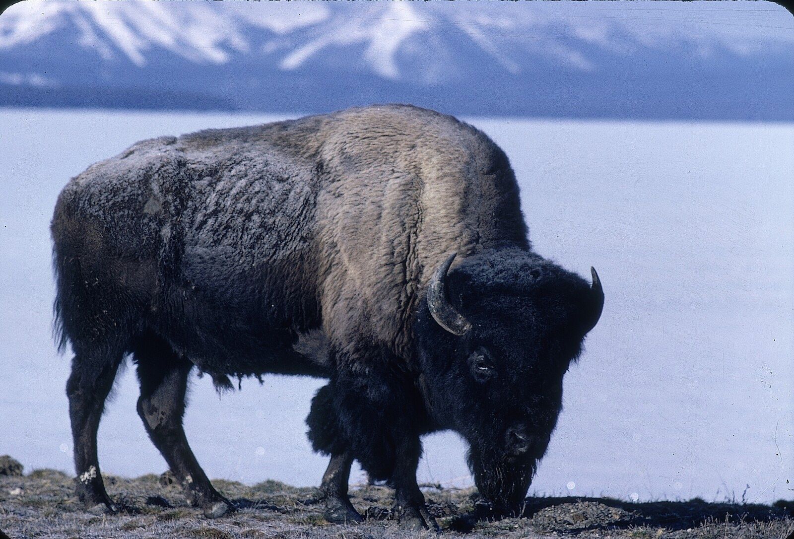 Bison grazing in front of a lake.