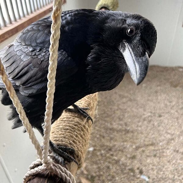 Becky the Raven, Draper Museum Raptor Experience