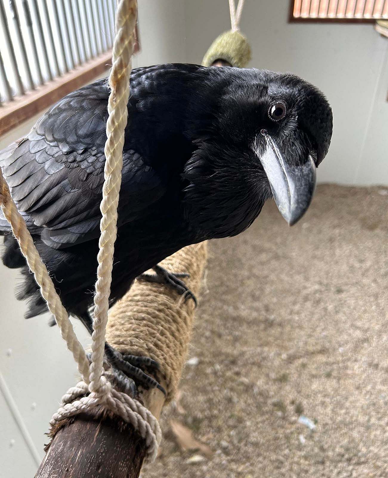 Becky the Raven, Draper Museum Raptor Experience