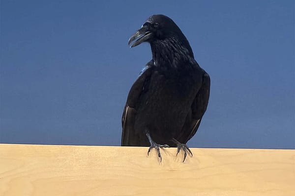 A taxidermied raven is on display in the mountain meadows section of the Draper Natural History Museum.
