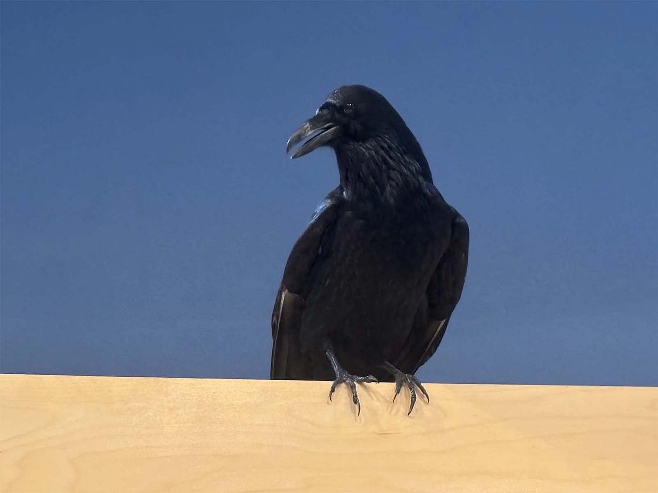 A taxidermied raven is on display in the mountain meadows section of the Draper Natural History Museum.