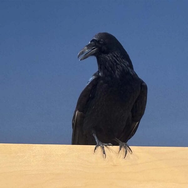 A taxidermied raven is on display in the mountain meadows section of the Draper Natural History Museum.