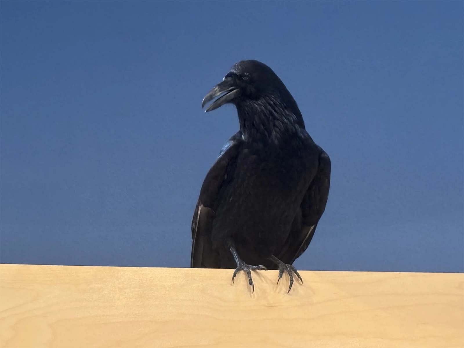 A taxidermied raven is on display in the mountain meadows section of the Draper Natural History Museum.
