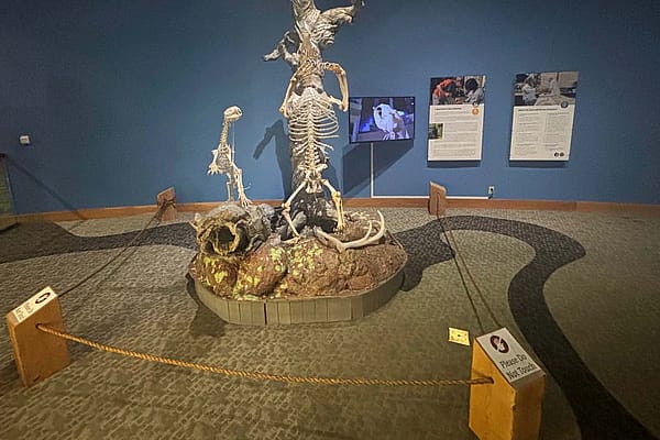 Skeletons of a grizzly bear and mountain lion are in the mountain meadow section of the Draper Natural History Museum.