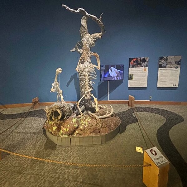 Skeletons of a grizzly bear and mountain lion are in the mountain meadow section of the Draper Natural History Museum.