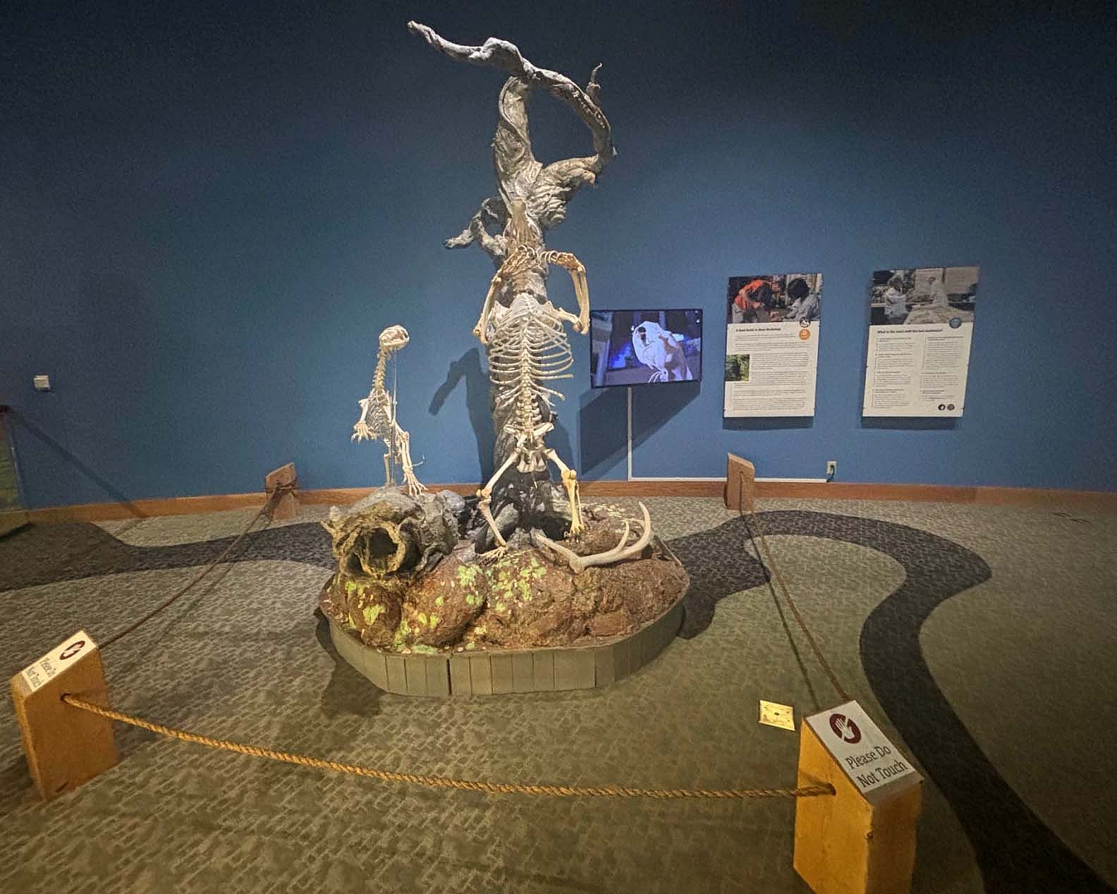 Skeletons of a grizzly bear and mountain lion are in the mountain meadow section of the Draper Natural History Museum.