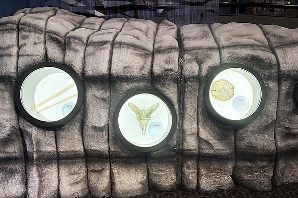 An ice patch exhibit at the Draper Natural History museum shares human-made objects, animal remains, and other items from the past.