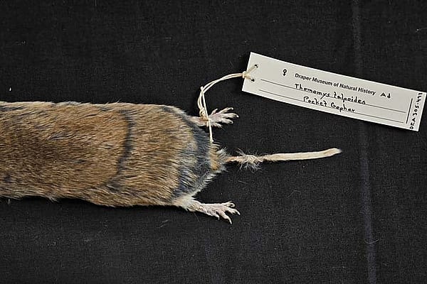 Pocket gopher specimen from the Draper Natural History Museum's research collection. DRA.305.497