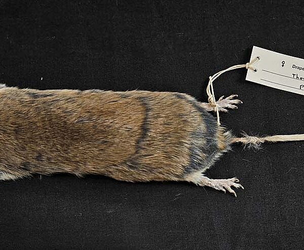 Pocket gopher specimen from the Draper Natural History Museum's research collection. DRA.305.497