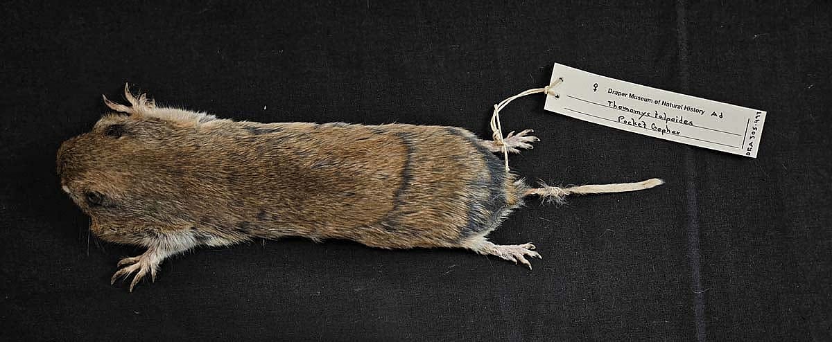 Pocket gopher specimen from the Draper Natural History Museum's research collection. DRA.305.497