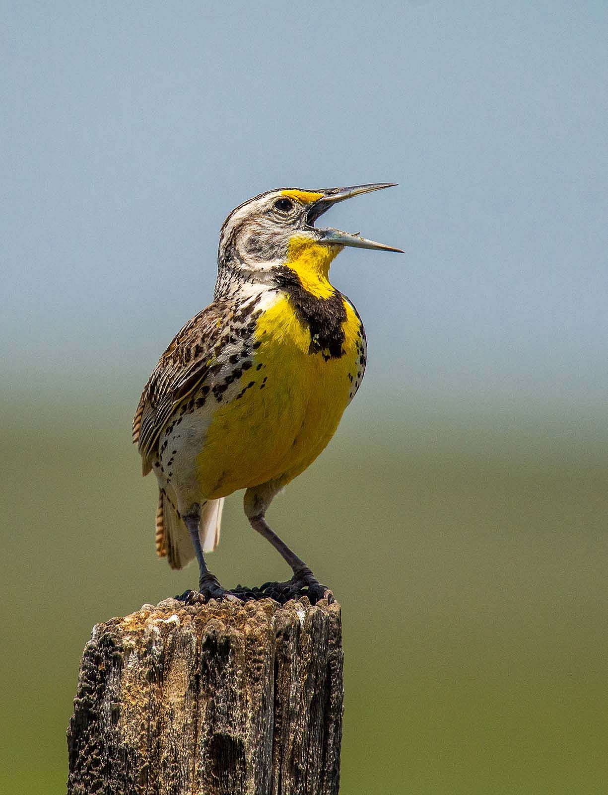 Western Meadowlark. Licensed through Adobe Stock (506729959)