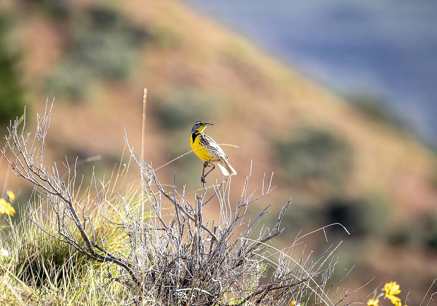 Western Meadowlark. Licensed through Adobe Stock (994516065)