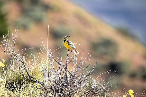 Western Meadowlark. Licensed through Adobe Stock (994516065)