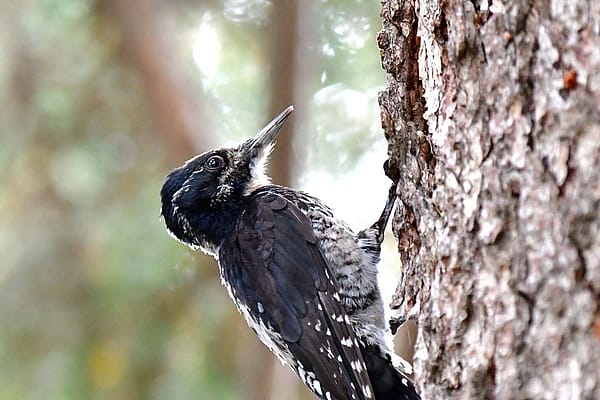 “American Three-toed Woodpecker” photograph by Larry Lamsa (detail)