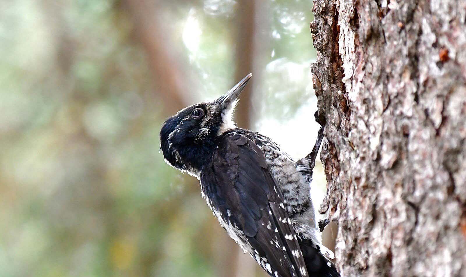 “American Three-toed Woodpecker” photograph by Larry Lamsa (detail)