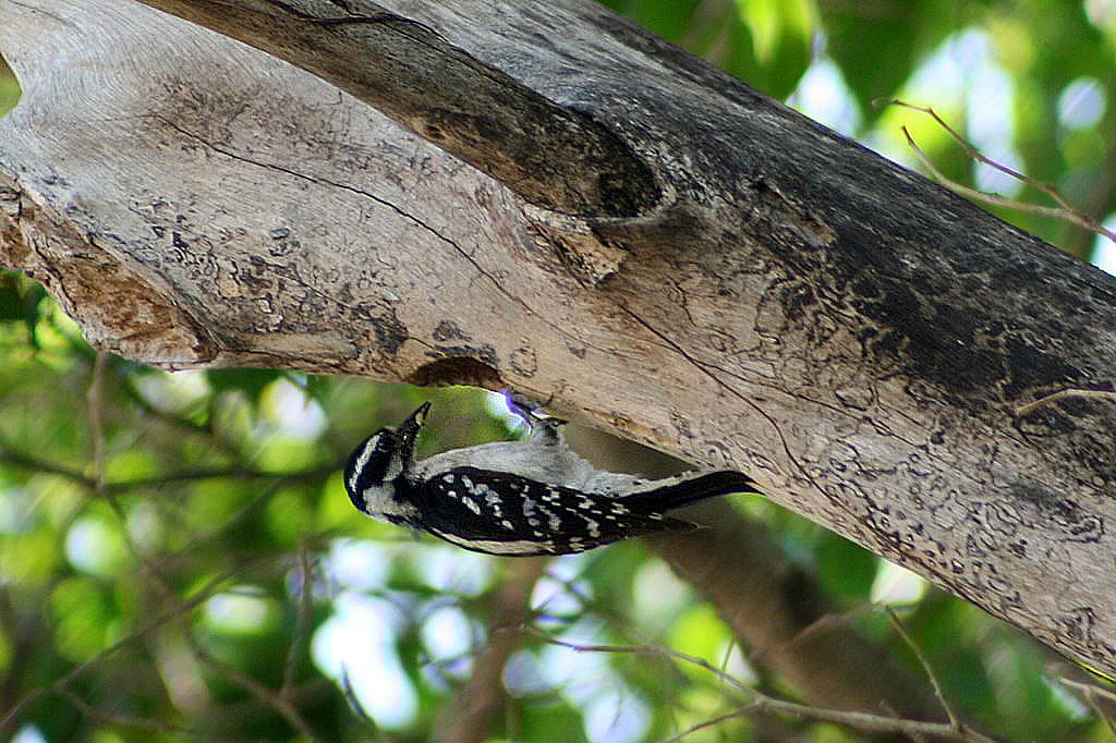 Photo illustrates a nesting hole, with the female feeding chicks. 