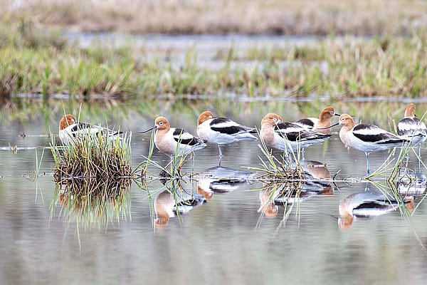 A line of American Avocet in Yellowstone National Park. Photo by Spencer Smith.