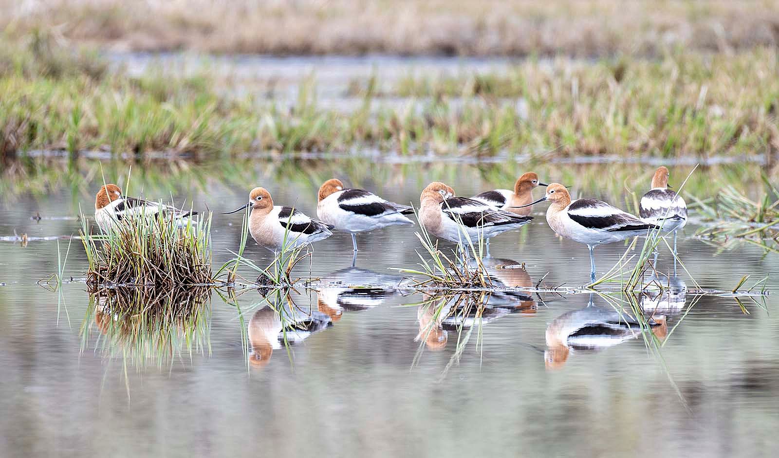 A line of American Avocet in Yellowstone National Park. Photo by Spencer Smith.