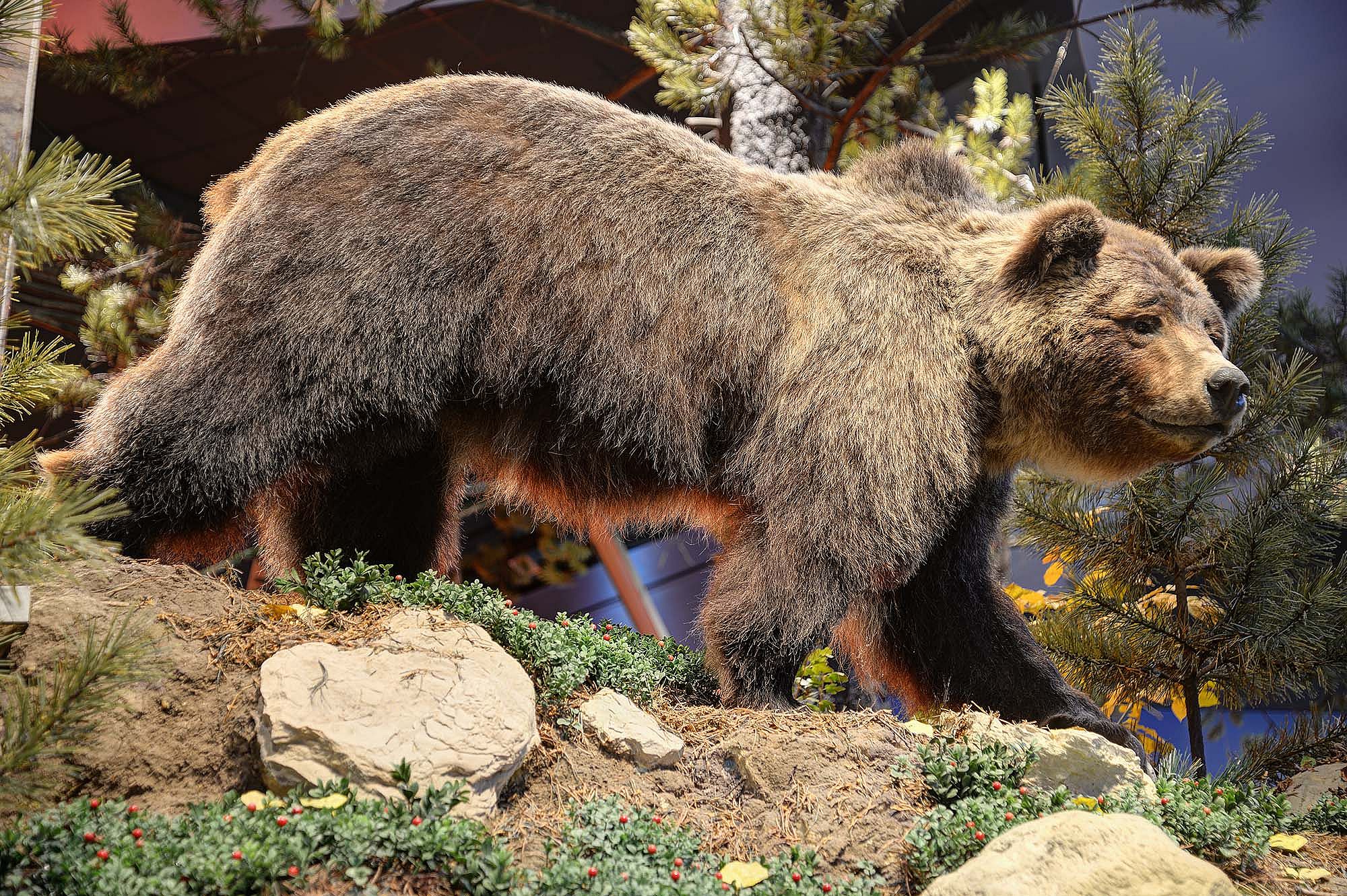 Bear 104 in the Draper Natural History Museum