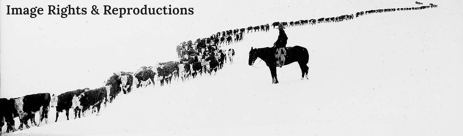 Black & white image of long winding trail of cattle with one cowboy on horseback. Charles J. Belden's "A long long trail a-winding." MS 3 Charles Belden Collection. PN.67.1