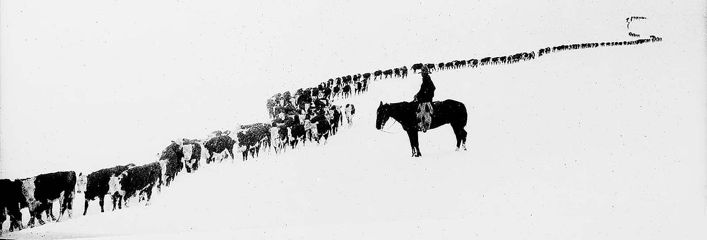 Mounted cowboy waits while a long herd of Herefords trail past on Pitchfork Ranch. MS 3 Charles Belden Collection, McCracken Research Library. PN.67.1