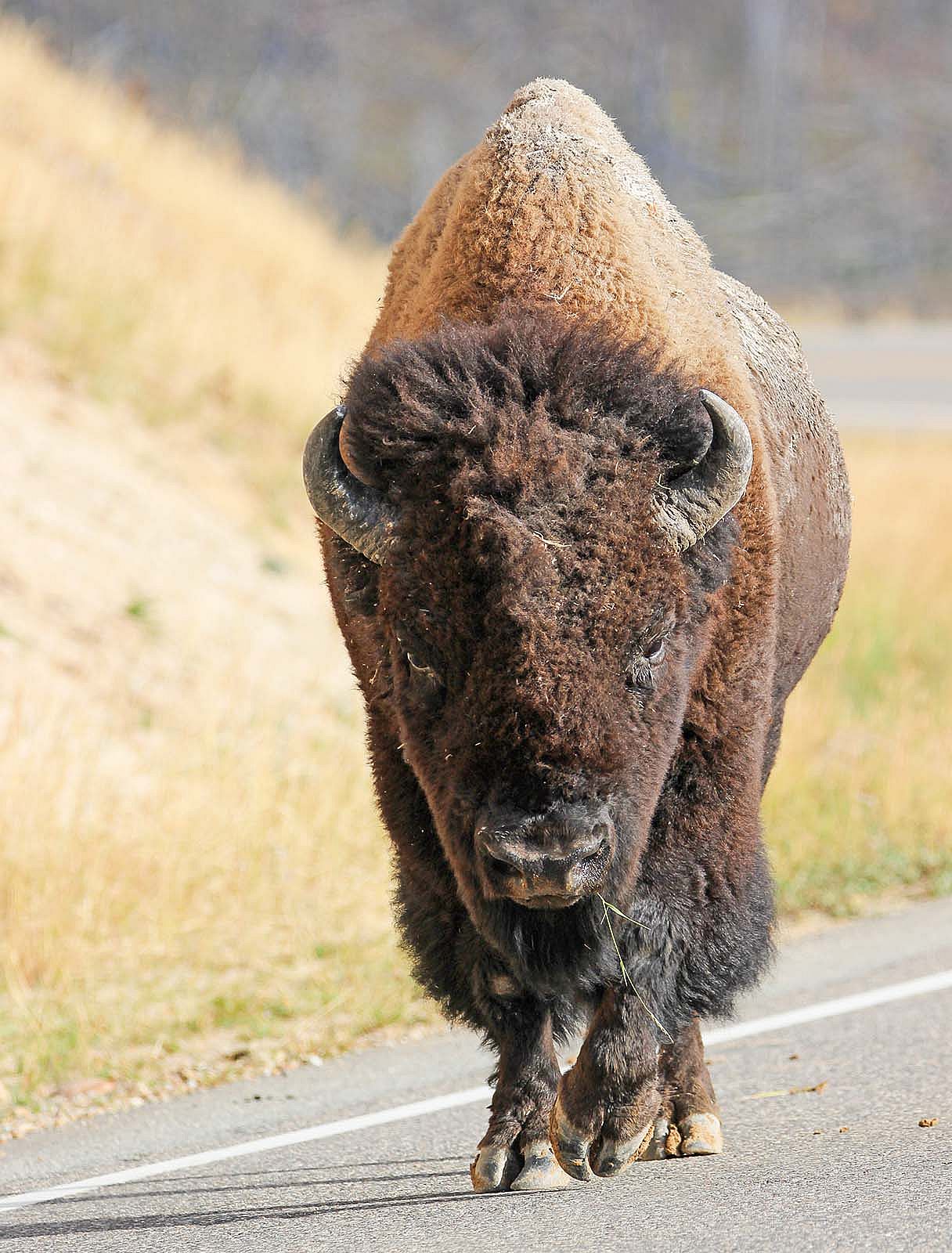 American bison. Photo by Rebekah Childers. @rebekahcphotos