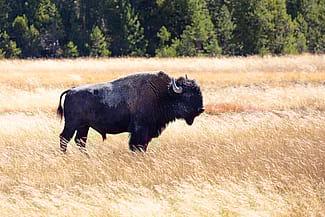 Bison, Lower Geyser Basin, Yellowstone National Park, 2018. Jacob W. Frank/NPS photo.