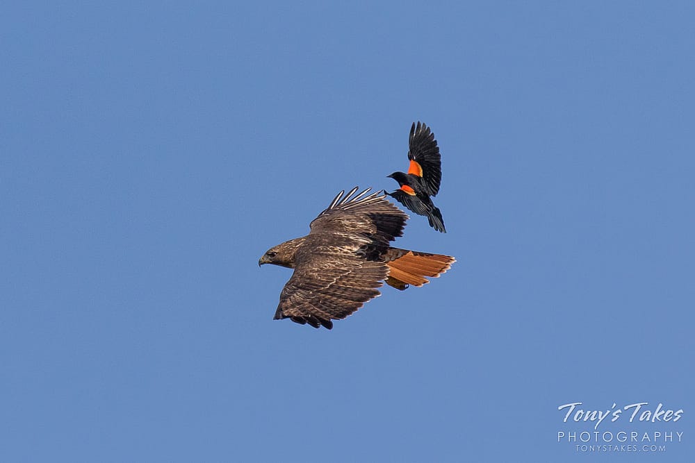 Red-tail Hawk in flight with a male Red-winged Blackbird reaching its feet out to hit the hawk. This illustrates mobbing. 