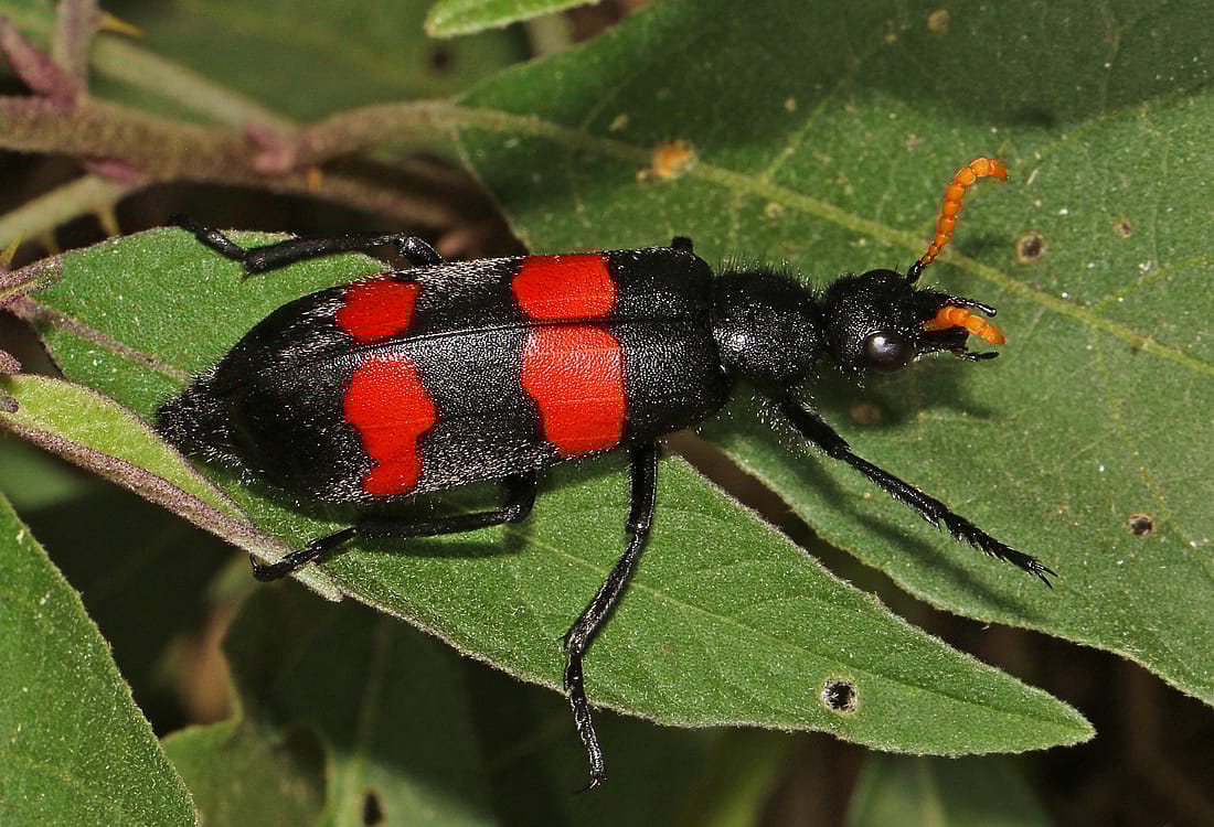Blister Beetles are one type of insect discussed that can cause birds to become poisonous.  The photo shows what this beetle looks like. 