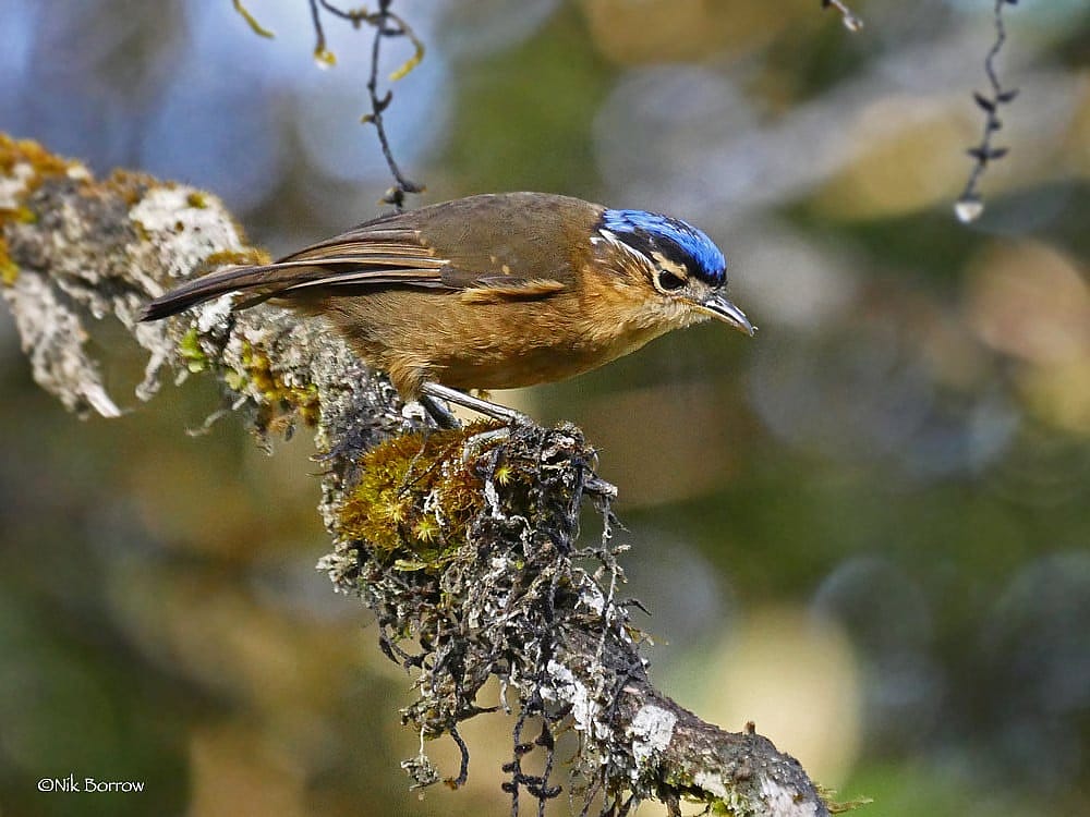 The photo illustrates what the poisonous Ifrita looks like. 