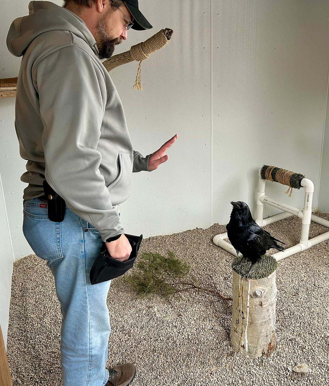 Live Raptor Husbandry and Training Specialist Brandon Lewis trains Common Raven Becky.