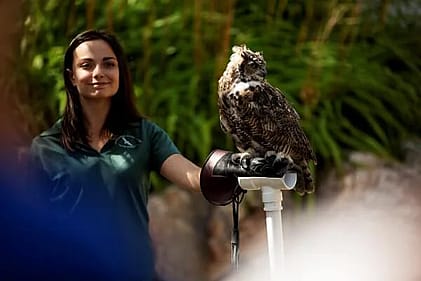 Raptor handler holding a live owl for a museum demonstration