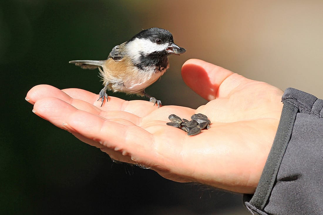 Photo demonstrates that chickadees live well around people, possibly even feeding from your hands.
