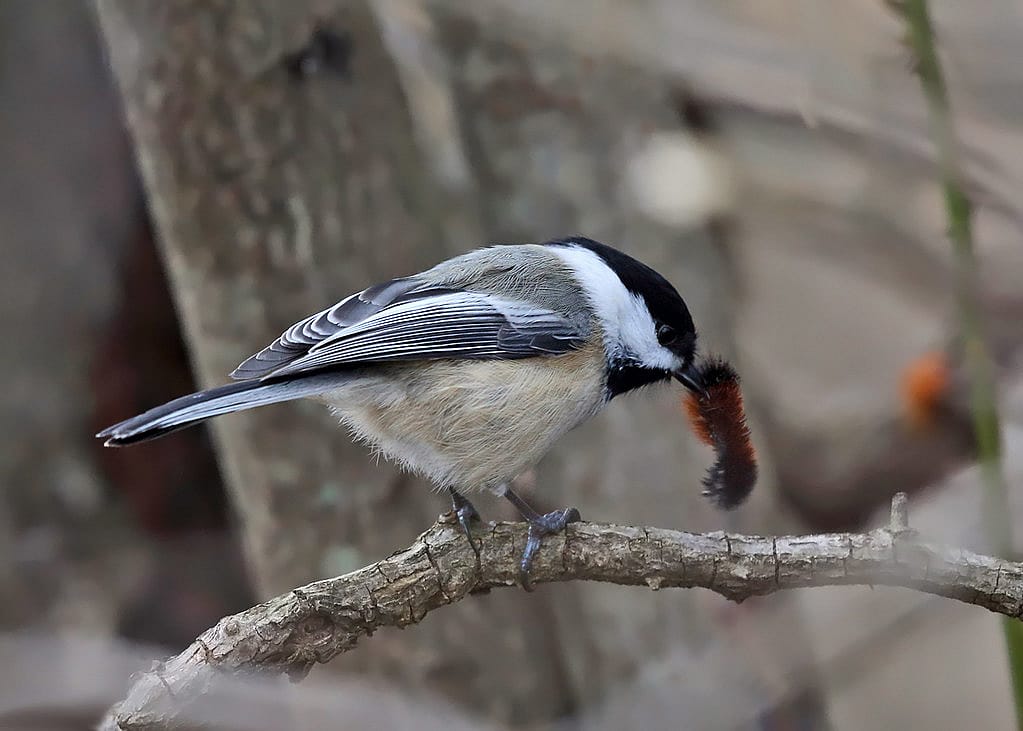 Photo demonstrates a chickadee with one of its common foods as it is eating a caterpillar.