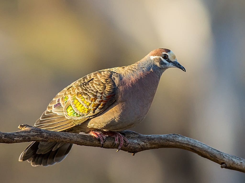 Photo of Bronzewing illustrates the bird being written about in section of the blog. 
