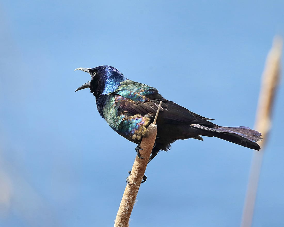 Common Grackle With Its Iridescent feathers to demonstrate their calling as well as their iridecence,