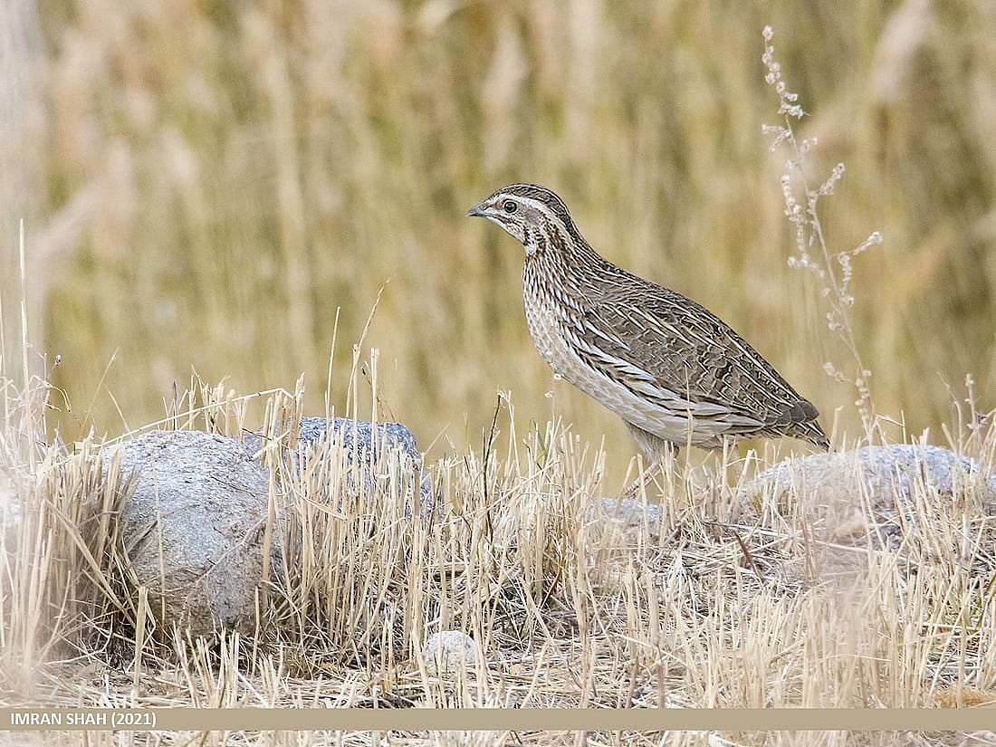 Illustrates the European Quail which is a poisonous bird highlighted in the blog. 