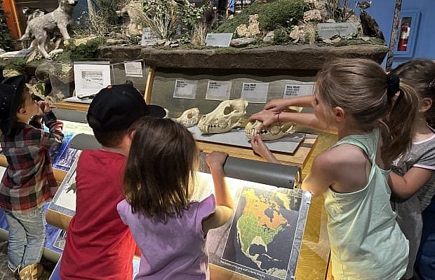 Students touching a variety of hands-on skulls in the Draper Natural History Museum.