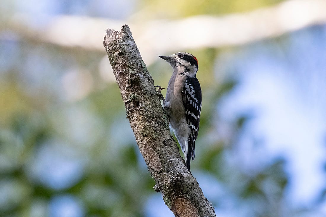 Photo shows how a Downy Woodpecker might stand while drumming, using its tail to brace itself against a snag. 