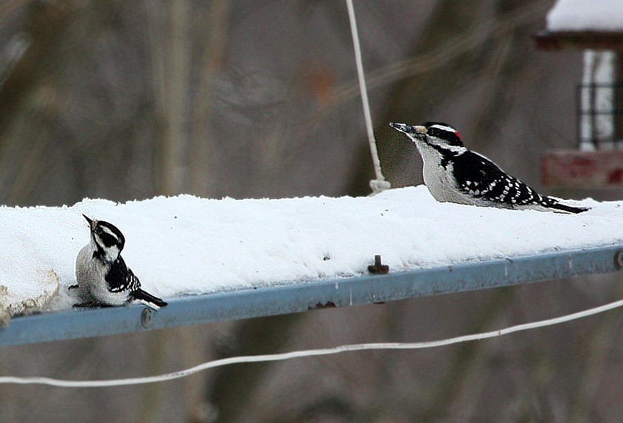 The photo shows a Downy and Harry Woodpecker to illustrate how alike and different they are making it hard to identify them. 