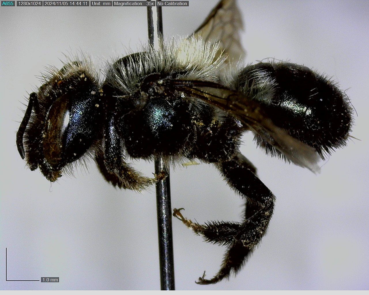 A photograph of a short, heavy metallic blue bee with lighter colored hairs shows a mason bee that can be found overwintering in a cocoon. 