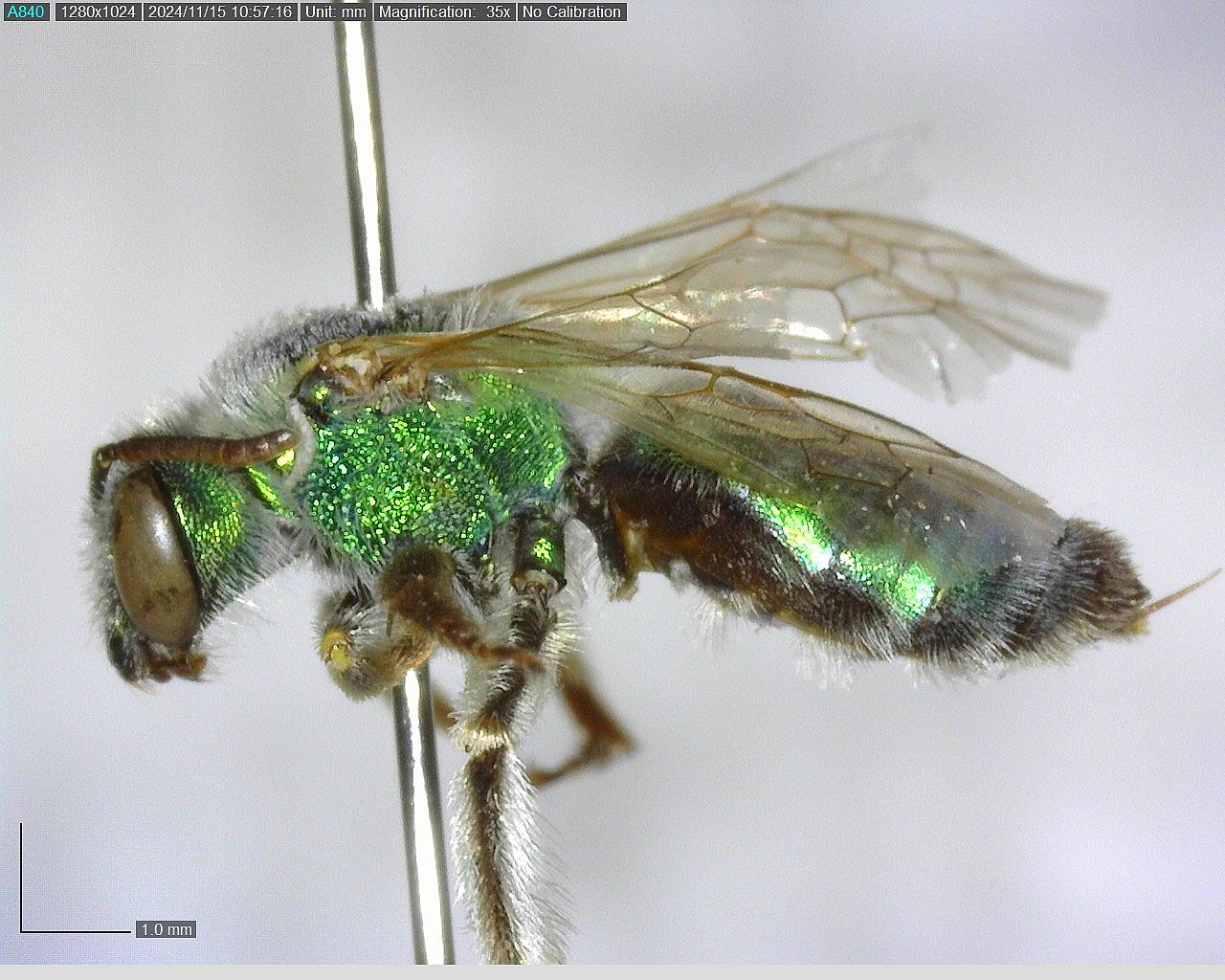 An example of a metallic green bee collected in Park County, Wyoming. Only the queens of this species overwinter.