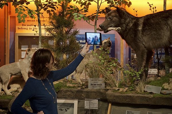 An educator holds up a tablet as she presents a Virtual Field Trip with wolf specimens in the background.