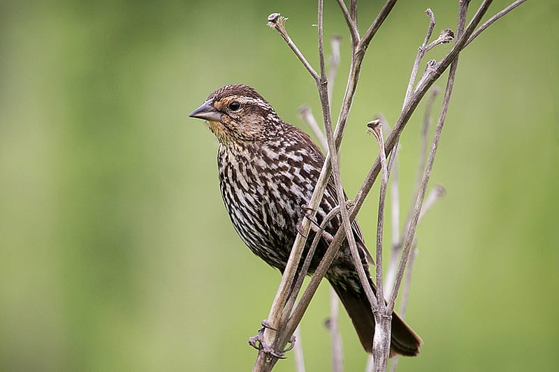 The photo illustrates what a female 
Red-winged Blackbird looks like.

