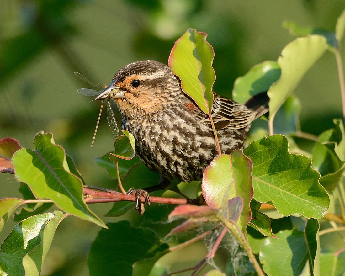 Photo illustrates a female blackbird with an insect in its mouth to demonstrate one of the food item they may feed on. 