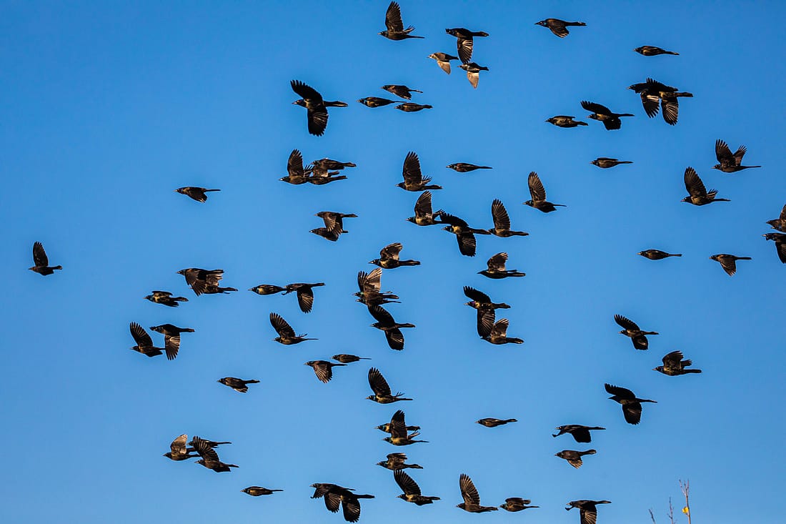 Photo shows a flock of Common Grackles against a blue sky. 