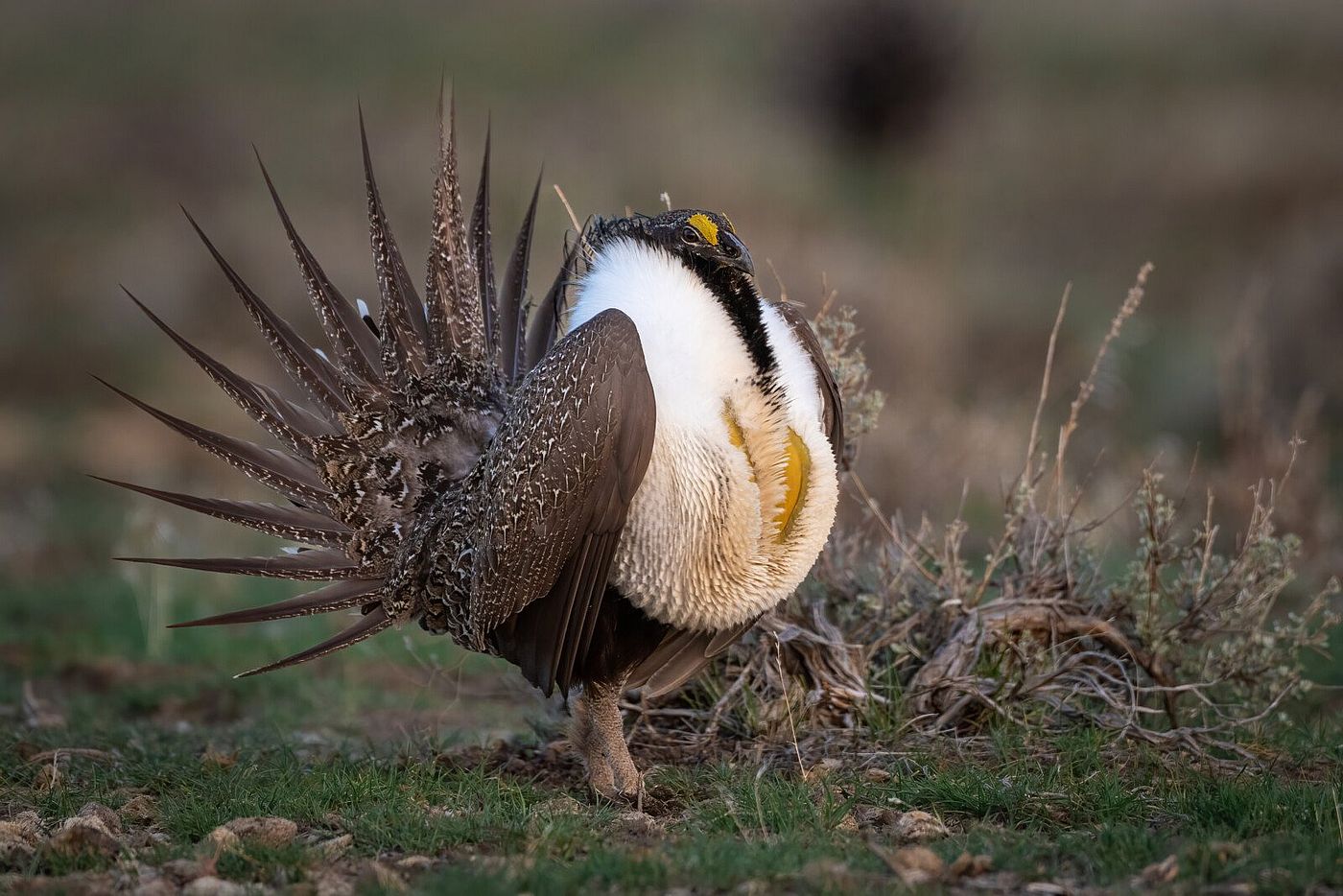 Male Greater Sage Grouse