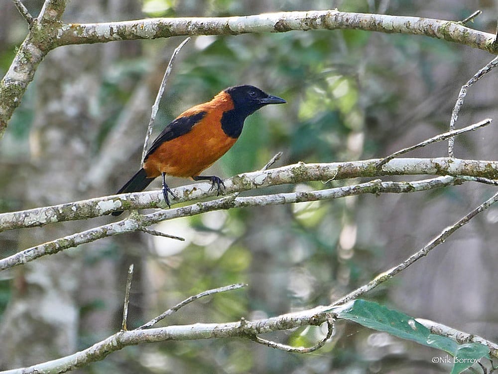 This photo shows the Hooded Pitohui that is written about in the blog.  