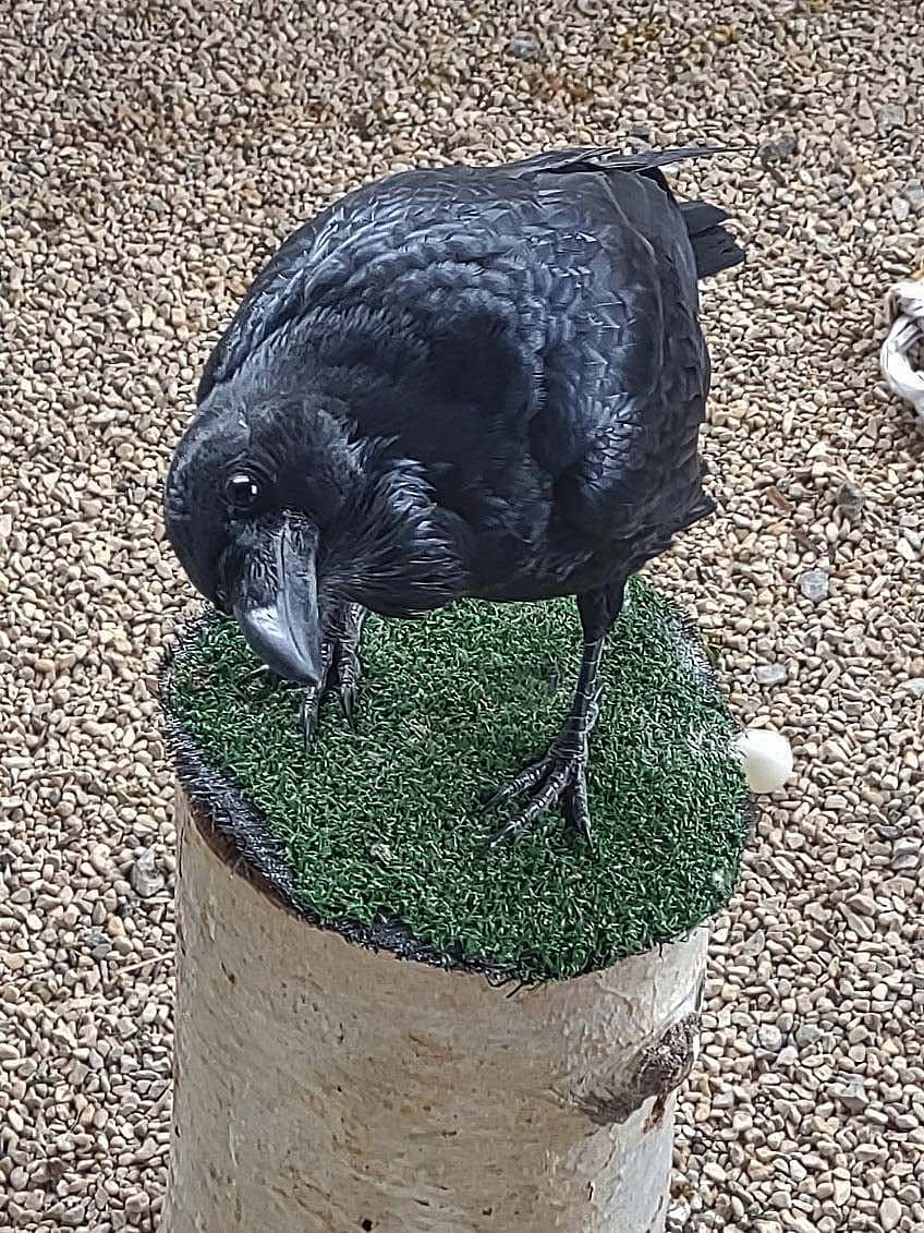 Common Raven, Becky, standing on her perch looking inquisitive.